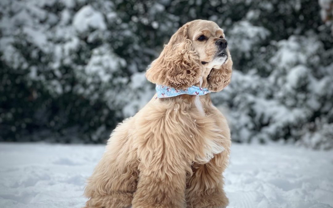 The Pet Apparel Market