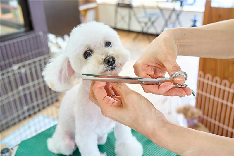 2025 Trends In Pet Healthcare