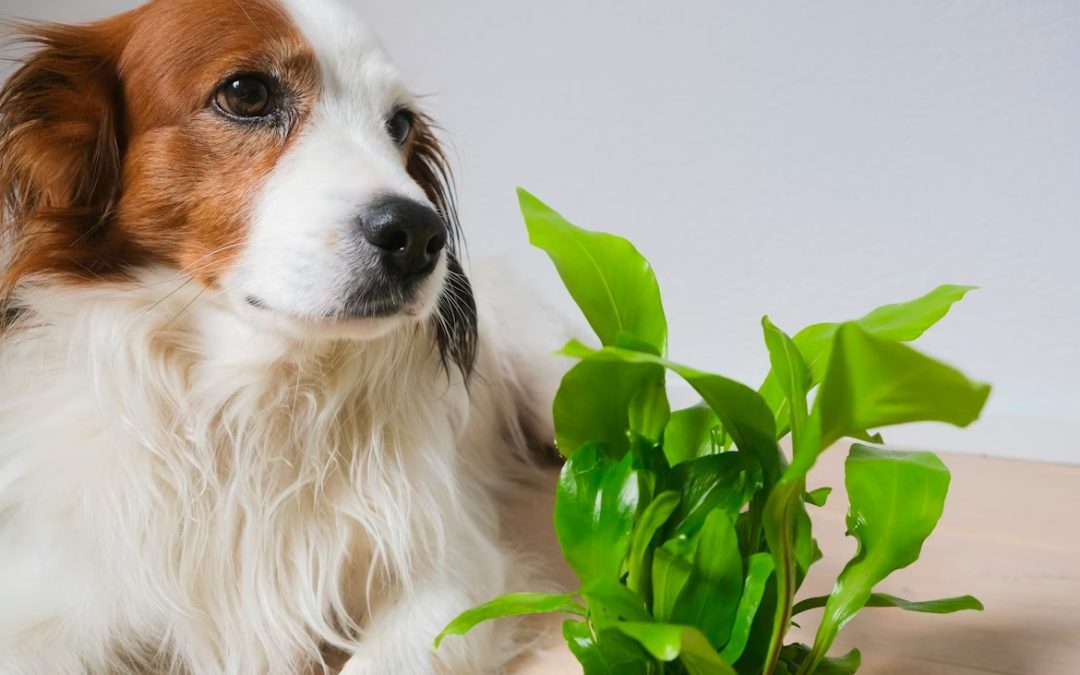 Looking Ahead: Pet Care & Wellness Trends to Watch in 2026