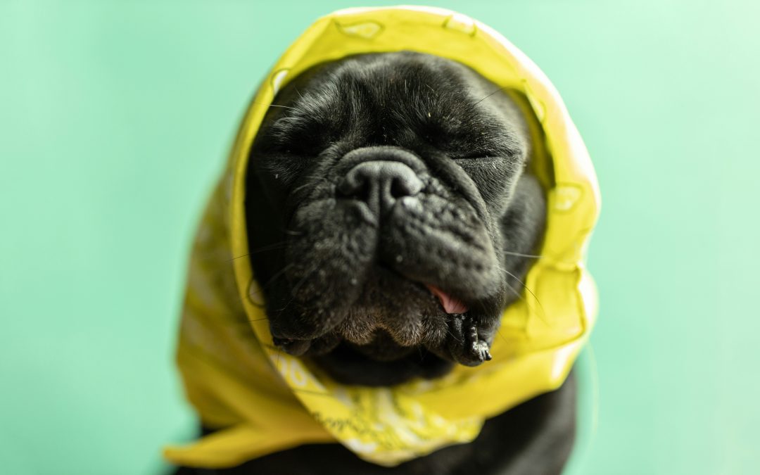 The Anxious Pet Epidemic: How Brands Are Responding to the Growing Demand for Calming Products
