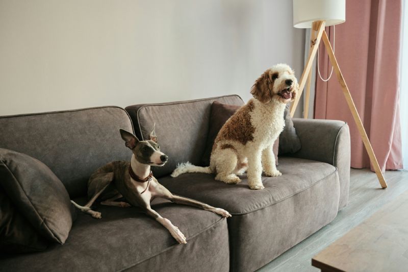 Pet Furniture As Design: When Your Home Stops Hiding Your Pet’s Gear